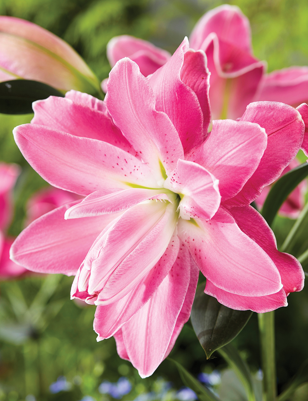 Lilium Oriental 'Lotus Wonder'